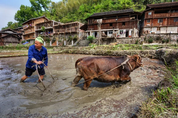 Chinese farmer plows land of rice fields, using force cow.