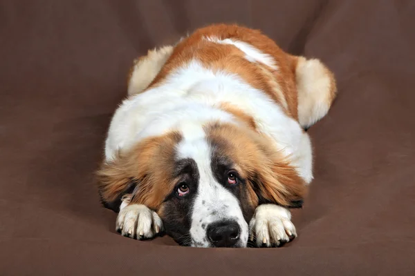 Sad dog St. Bernard is resting head lays on paws.