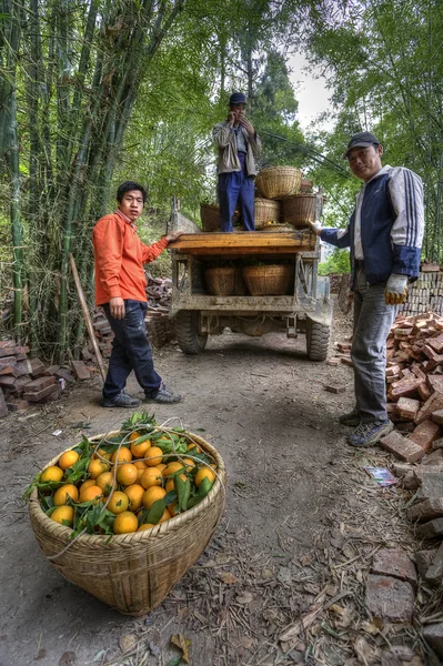 Chinese farmers unload baskets of oranges from an old truck.