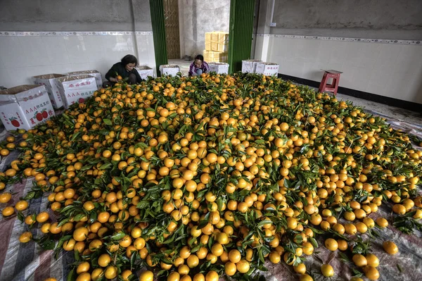 Pile citrus fruits, many new harvest of oranges, women packing