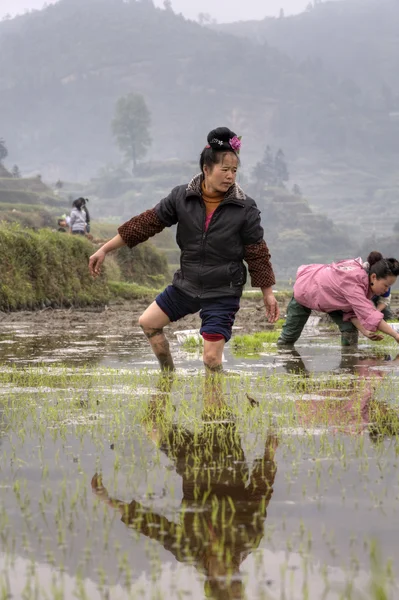 Asian young farmer woman walks barefoot through mud of ricefield