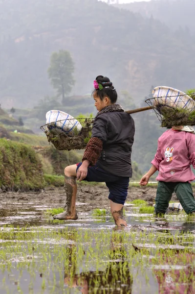 Chinese peasant woman walks barefoot through mud of rice fields.