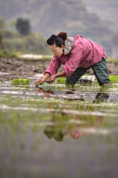 Chinese peasant woman planting rice seedlings in flooded rice field.