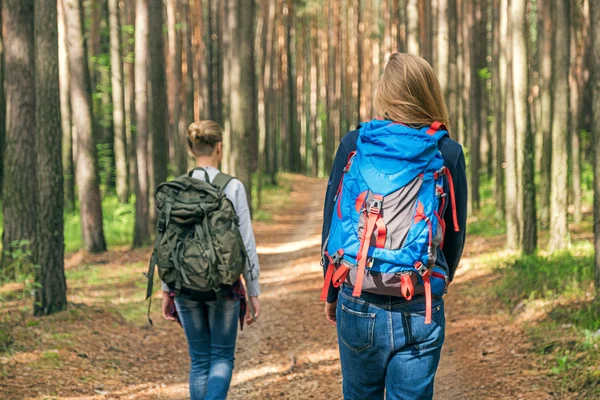 Back view of two backpackers walking in forest