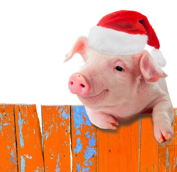 Funny pig in a cap of Santa Claus hanging on the fence. Studio photo. Isolated on white background. Collage for congratulations farmers.