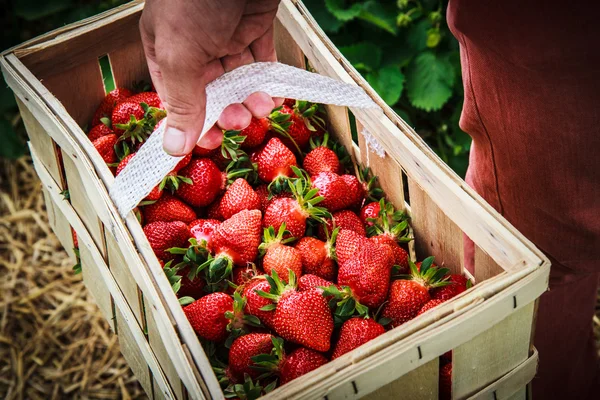 Basket of strawberries in hand