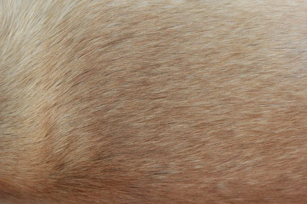 Close up of a beige dog fur.