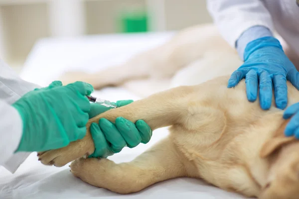 Veterinary surgeon is giving the vaccine to the dog