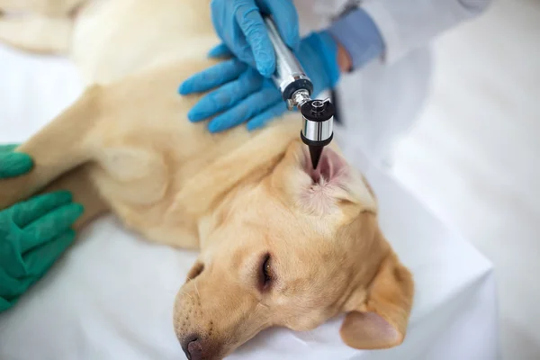 Veterinarian examining ear of labrador