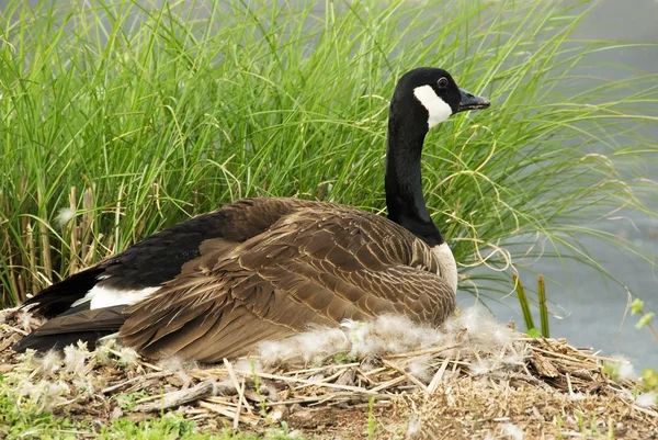 Female Canada Goose Sitting on her Nest