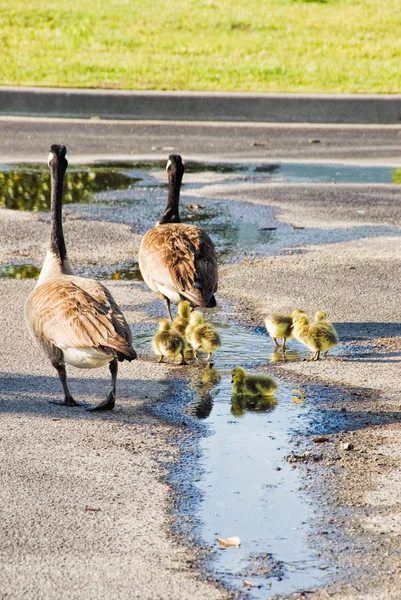 Canada Geese Family Walking through a Parking Lot