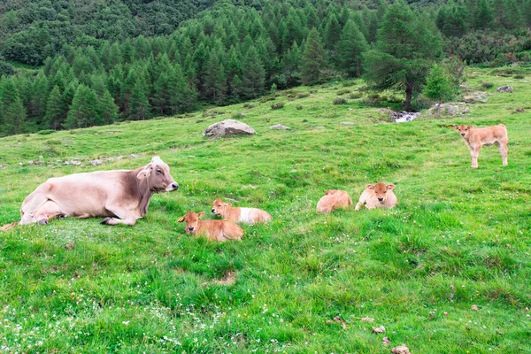 Cow with little lambs in a mountain pasture