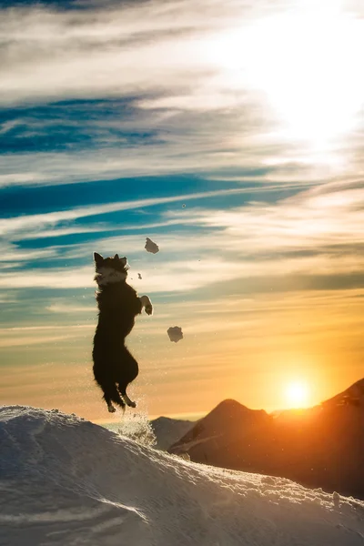 Border collie jumps in the snow