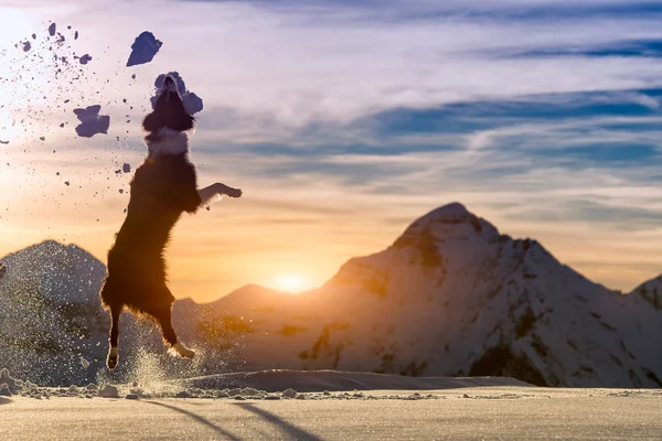 Border collie jumps in the snow