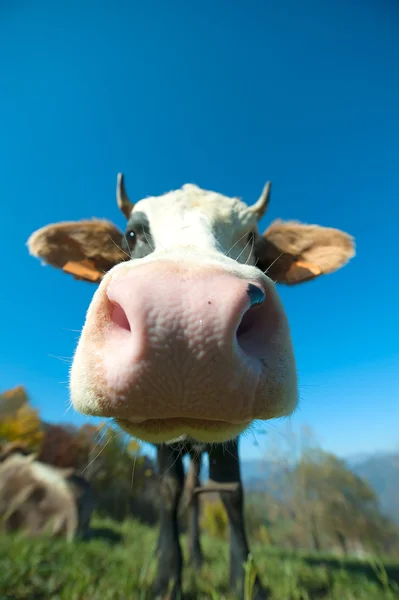 Particular of a colored cow in the blue sky