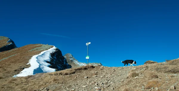 Border Collie alone  in the top of the mountain with snow