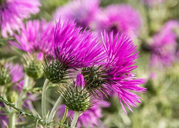 Purple milk thistle flowers