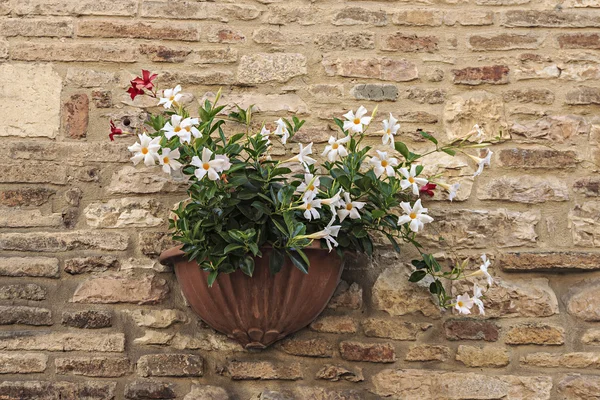 Wall potted flowers