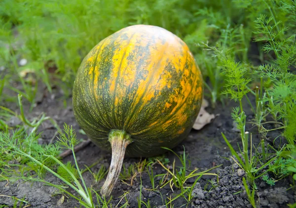 Green, yellow pumpkin growing on the vegetable patch