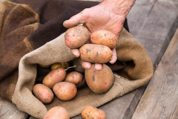 Old man hand with Fresh harvested potatoes with soil still on sk