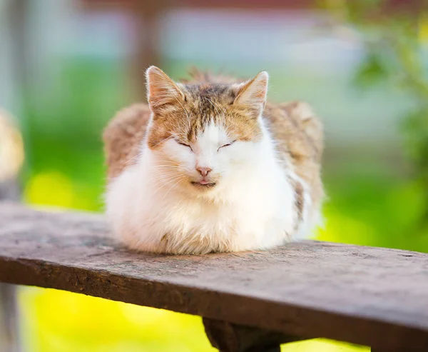 White and red cat sleep on wooden desk