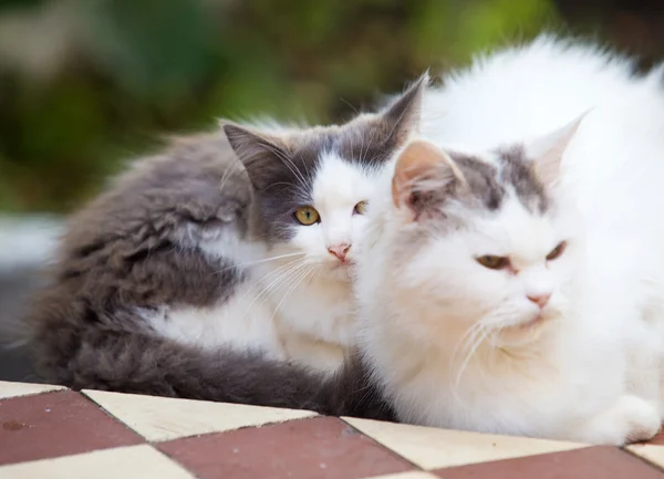 Two friends pretty cats