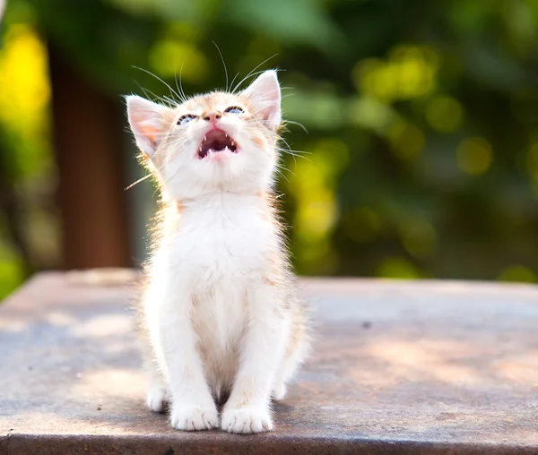 Red, white angry kitten with blue eyes and open mouth and sharp