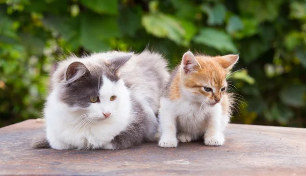 Two friends pretty cats sitting