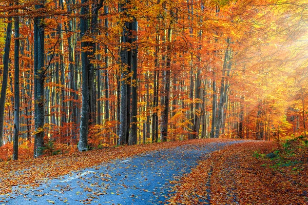 Stunning romantic road in the autumn colorful forest