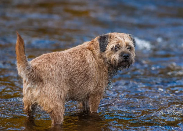 Border Terrier Dog standing in a stream.