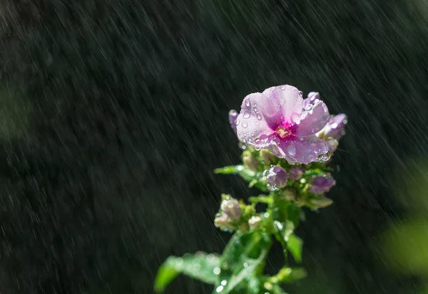 Pink flower under rain
