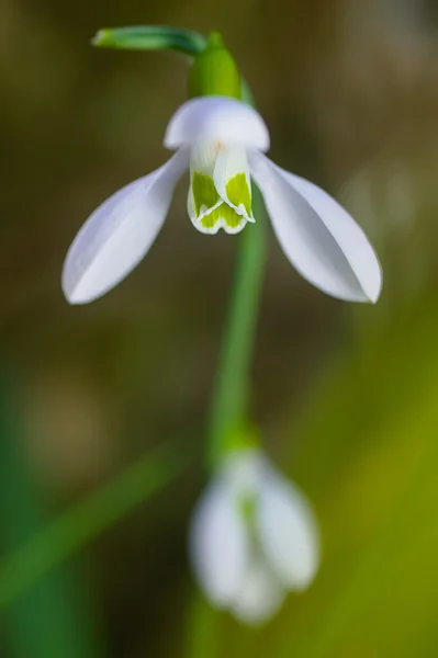 Fresh snowdrop on green background. Natural composition