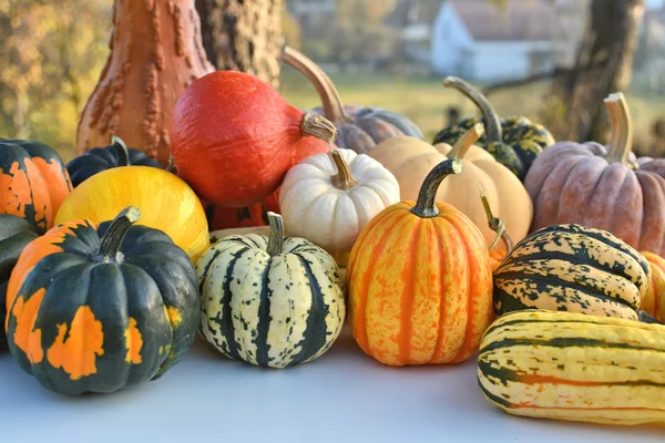 Autumn squashes and pumpkins