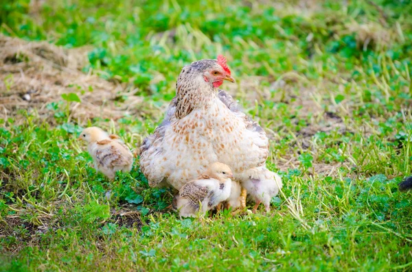 White chicken hen with small chicks