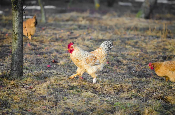 Rooster running in the garden