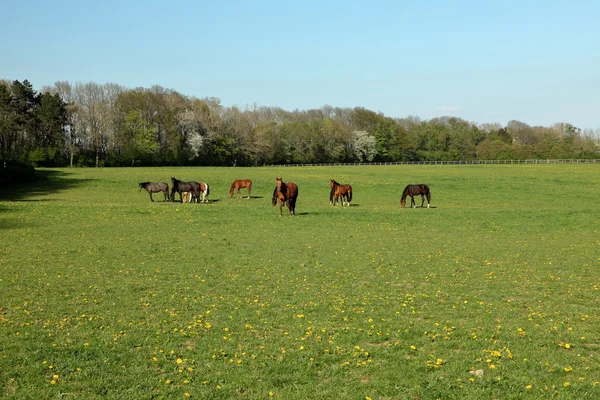 A Herd of Horses at a Horse Farm