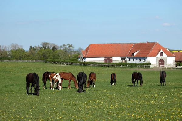 A Herd of Horses at a Horse Farm