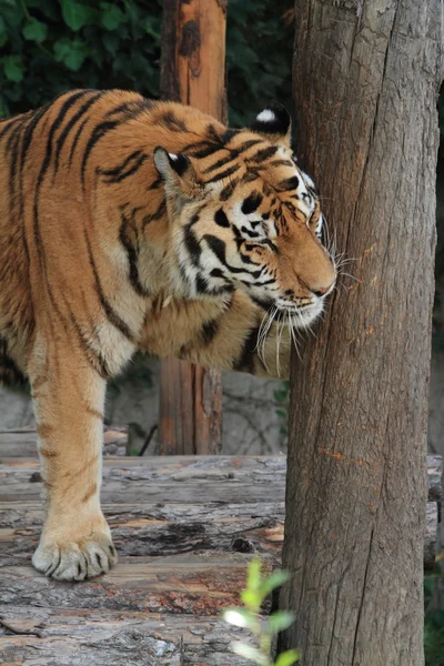 A Tiger in China