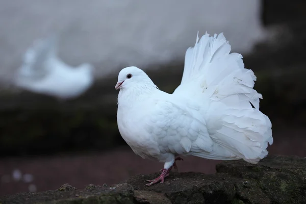 White Doves of the Wartburg Castle