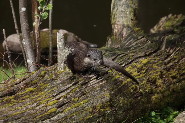 European Otter in the Wild Life