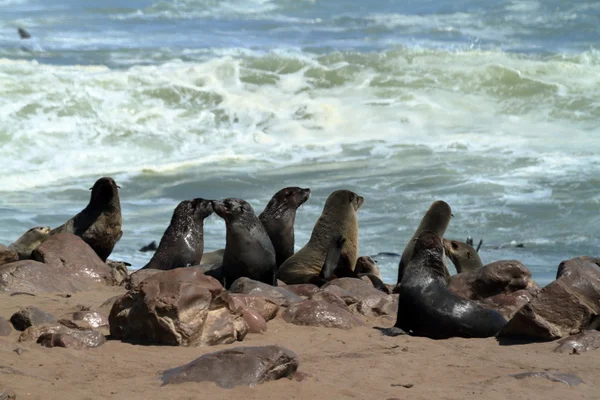 Seal colony at Cape Cross in Namibia