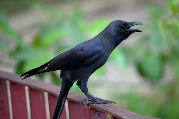 A Black Raven