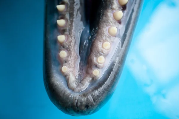 Dolphin\'s teeth