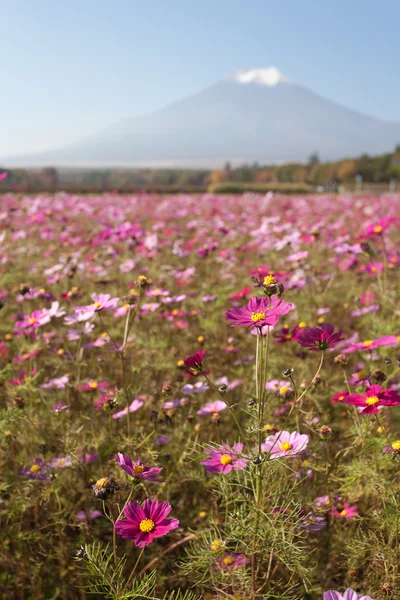 Field of cosmos flowers and Mountain Fuji