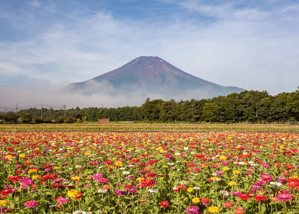 Field of cosmos flowers and Mountain Fuji
