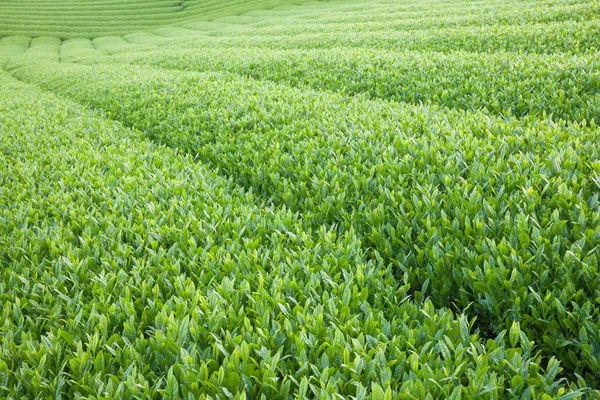 Japan green tea farm