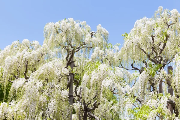 Beauty white Wisteria blooming