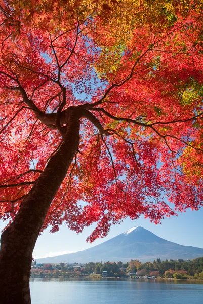 Red maple tree and Mountain