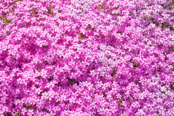 Pink moss flowers