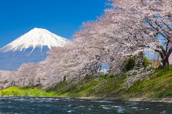 Mountain Fuji and blossom sakura
